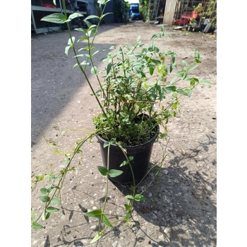 JAŚMIN różowy - sadzonki 10 / 20 cm